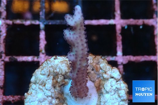 Seritopora pink purple Fijii 1-2 cm WYSIWYG acclimaté
