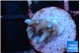 Acropora carduus green polyps deep water 1 cm WYSIWYG acclimaté