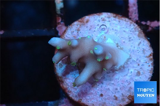 Acropora carduus green polyps deep water 1 cm WYSIWYG acclimaté