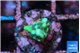 Montipora green & purple polyps 1-2 cm WYSIWYG acclimaté