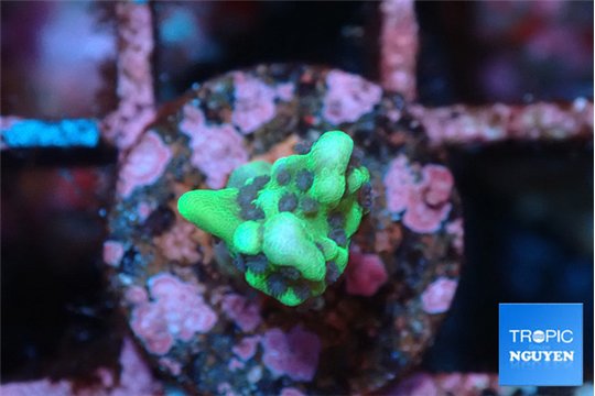 Montipora green & purple polyps 1-2 cm WYSIWYG acclimaté