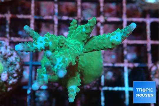 Acropora green & blue ice Fijii 4-5 cm WYSIWYG acclimaté
