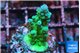 Acropora green & blue ice Fijii 2-3 cm WYSIWYG acclimaté