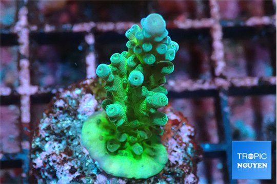 Acropora green & blue ice Fijii 2-3 cm WYSIWYG acclimaté