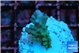 Acropora green & blue ice Fijii 2-3 cm WYSIWYG acclimaté