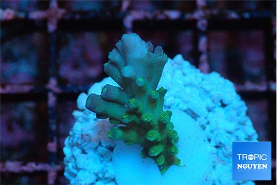 Acropora green & blue ice Fijii 2-3 cm WYSIWYG acclimaté
