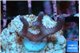 Seritopora pink purple Fijii 2-3 cm WYSIWYG acclimaté