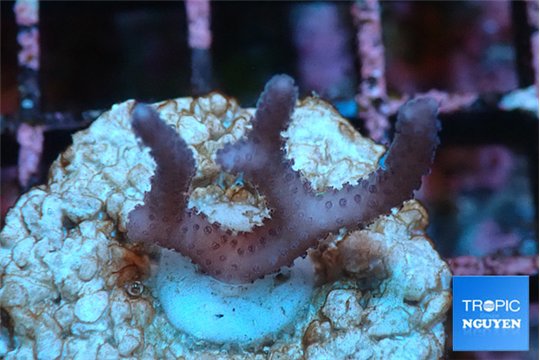 Seritopora pink purple Fijii 2-3 cm WYSIWYG acclimaté