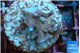 Acropora carduus green polyps deep water 2-3 cm WYSIWYG acclimaté