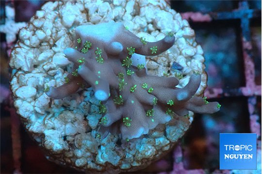 Acropora carduus green polyps deep water 2-3 cm WYSIWYG acclimaté