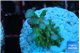Acropora green & blue ice Fijii 2-3 cm WYSIWYG acclimaté