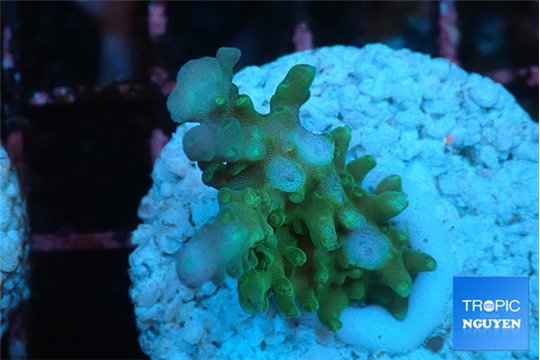 Acropora green & blue ice Fijii 2-3 cm WYSIWYG acclimaté