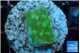 Acropora green Fijii 1-2 cm WYSIWYG acclimaté