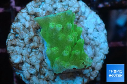 Acropora green Fijii 1-2 cm WYSIWYG acclimaté