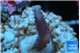 Seritopora pink purple Fijii 1-2 cm WYSIWYG acclimaté