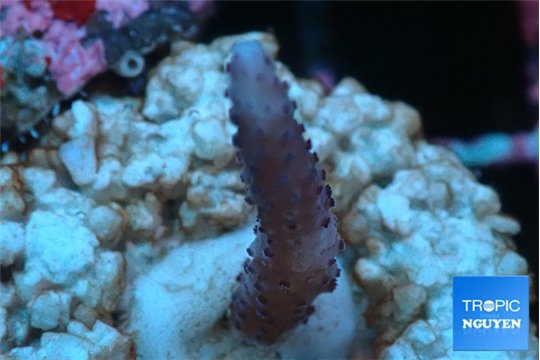 Seritopora pink purple Fijii 1-2 cm WYSIWYG acclimaté