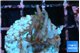 Acropora carduus green polyps deep water 2-3 cm WYSIWYG acclimaté