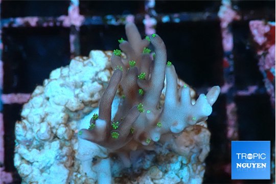 Acropora carduus green polyps deep water 2-3 cm WYSIWYG acclimaté