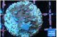 Acropora carduus green polyps deep water 2-3 cm WYSIWYG acclimaté