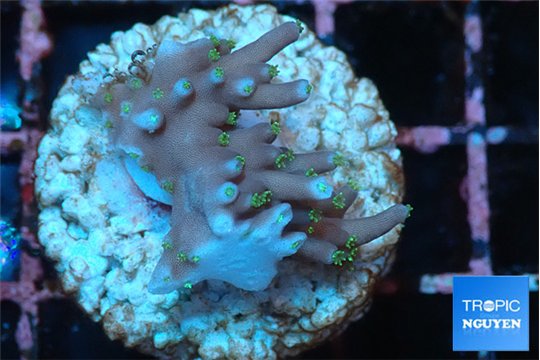Acropora carduus green polyps deep water 2-3 cm WYSIWYG acclimaté