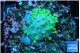 Sarcophython full neon green polyps Australia 2-3 cm WYSIWYG acclimaté
