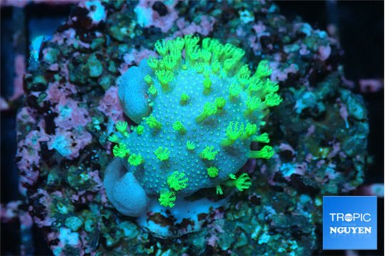 Sarcophython full neon green polyps Australia 2-3 cm WYSIWYG acclimaté