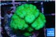 Pocillopora verrucosa toxic green 2-4 cm WYSIWYG acclimaté