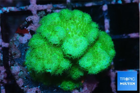 Pocillopora verrucosa toxic green 2-4 cm WYSIWYG acclimaté
