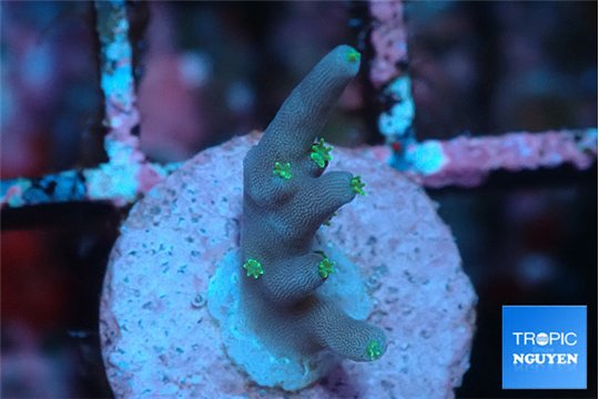 Acropora carduus green polyps deep water 1-2 cm WYSIWYG acclimaté
