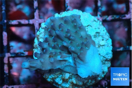 Acropora purple daisy Fijii 1-2 cm WYSIWYG acclimaté