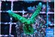 Acropora green & purple tip 3-4 cm WYSIWYG acclimaté