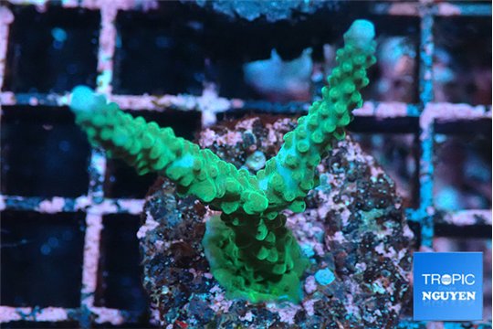 Acropora green & purple tip 3-4 cm WYSIWYG acclimaté