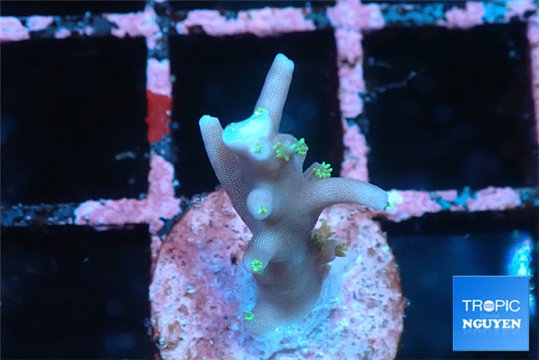 Acropora carduus green polyps deep water 1-2 cm WYSIWYG acclimaté