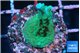 Acropora green 2-3 cm WYSIWYG acclimaté