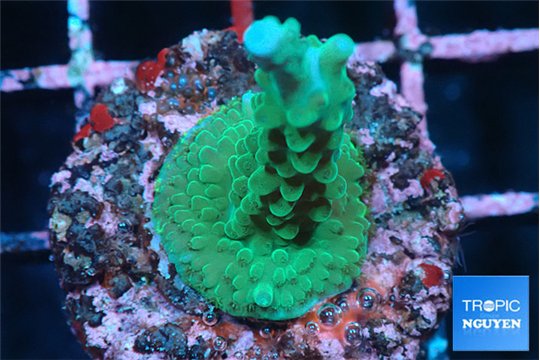Acropora green 2-3 cm WYSIWYG acclimaté