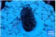 Acropora gemmifera purple 1-2 cm WYSIWYG acclimaté