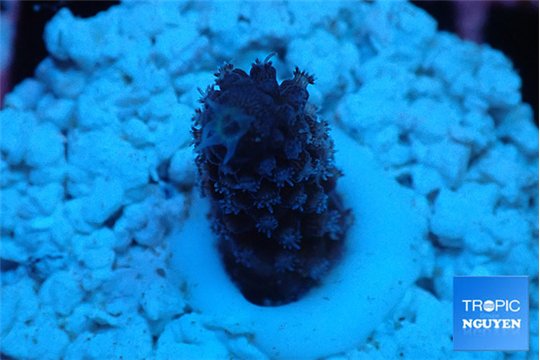 Acropora gemmifera purple 1-2 cm WYSIWYG acclimaté