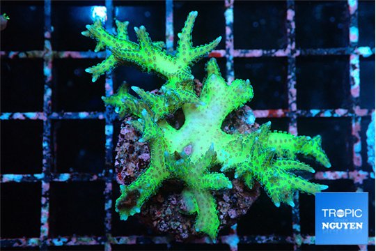 Seriatopora golden green 3-5 cm WYSIWYG acclimaté