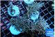 Acropora carduus green polyps deep water 7-10 cm WYSIWYG acclimaté