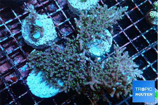Acropora carduus green polyps deep water 7-10 cm WYSIWYG acclimaté
