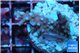 Acropora carduus green polyps deep water 2-3 cm WYSIWYG acclimaté