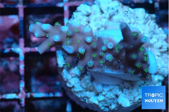 Acropora carduus green polyps deep water 2-3 cm WYSIWYG acclimaté
