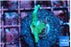 Acropora green & blue ice Fijii 1-2 cm WYSIWYG acclimaté
