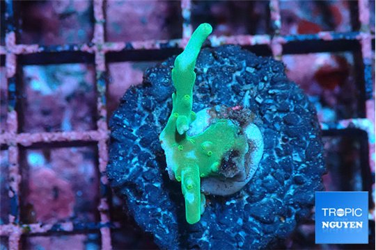 Acropora green & blue ice Fijii 1-2 cm WYSIWYG acclimaté