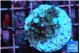 Acropora carduus green polyps deep water 2-3 cm WYSIWYG acclimaté