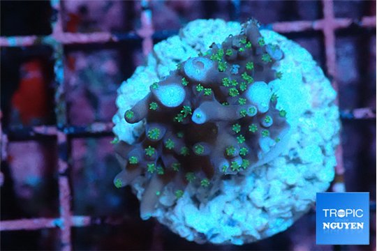 Acropora carduus green polyps deep water 2-3 cm WYSIWYG acclimaté