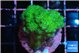 Pocillopora verrucosa toxic green 2-4 cm WYSIWYG acclimaté