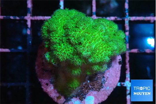 Pocillopora verrucosa toxic green 2-4 cm WYSIWYG acclimaté