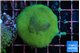 Porites cylindrica yellow green 3-5 cm WYSIWYG acclimaté
