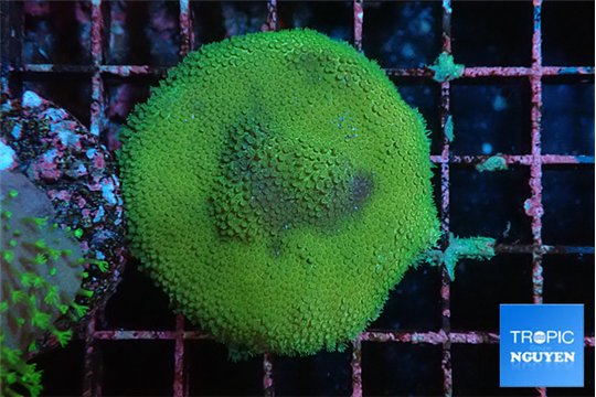 Porites cylindrica yellow green 3-5 cm WYSIWYG acclimaté